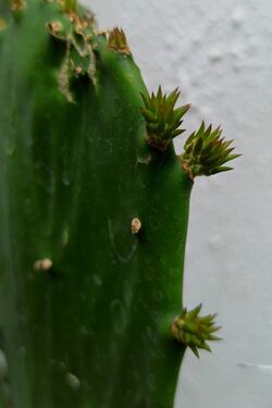 Buds of O. cochenillifera