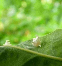 Paidiscura pallens egg cocoons on oak leaf.jpg