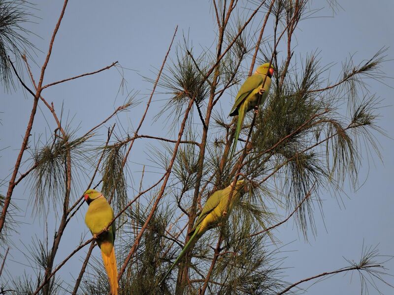 File:Parrot bird sanctuary, Chandigarh, India.JPG