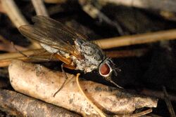 Pegomya testacea female.jpg