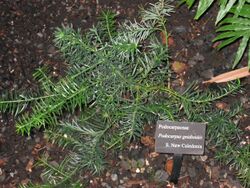 Podocarpus gnidioides - Atlanta Botanical Garden.JPG