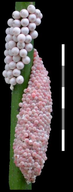 Pomacea paludosa and Pomacea insularum eggs.jpg