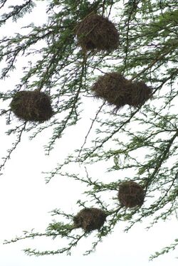Several round birds' nests are fixed onto the smaller branches of a tree