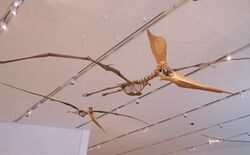 Pteranodon sternbergi pair.jpg