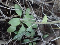 Pterostylis echinulata rosette.jpg