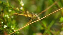 Pygmy percher male.jpg