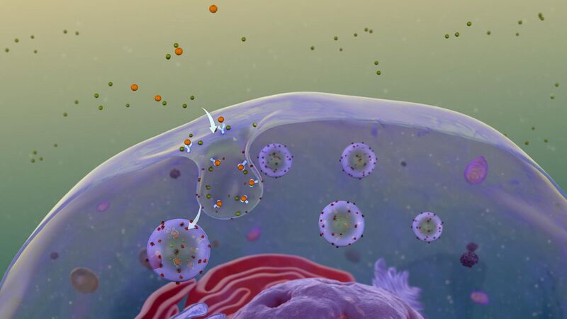 File:Receptor Mediated Endocytosis.jpg