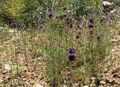 Salvia columbariae 3.jpg