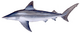 Sandbar shark (Duane Raver).png