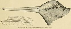 Illustration of American woodcock head and wing feathers