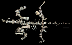 Shringasaurus composite.png