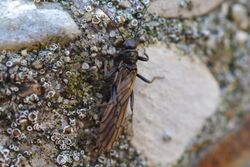 Small Winter Stonefly (Capniidae) (16475370865).jpg