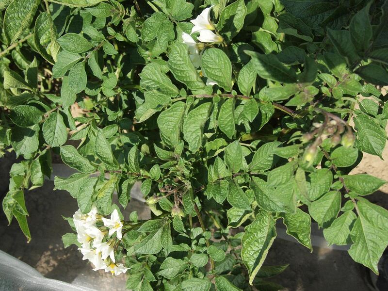 File:Solanum tuberosum Rosenerdling (03).jpg