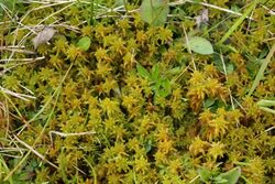 Sphagnum subsecundum (a, 141243-472436) 5992.JPG