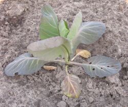 Spitskool stikstofgebrek (nitrogen deficiency) Brassica oleracea convar. capitata var. alba.jpg