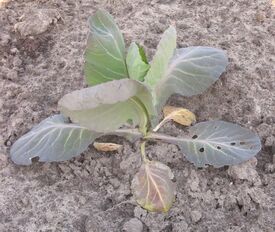 A young cabbage plant exhibiting nitrogen deficiency.