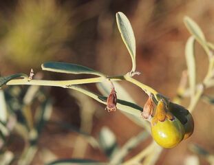 Stylobasium spathulatum fruit.jpg