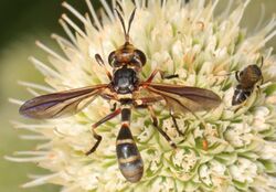 Thick-headed Fly - Physoconops species and bee, Meadowood Farm SRMA, Eastern Neck National Wildlife Refuge, Rock Hall, Maryland (38648782104).jpg