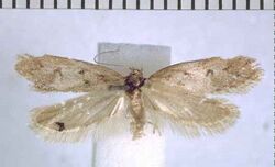 Tingena honesta holotype.jpg