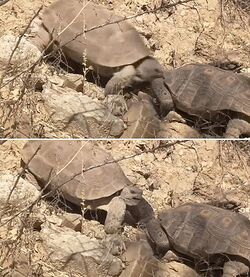 Two frames from a film showing desert tortoises fighting. One tortoise bites the other