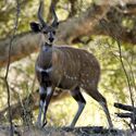 A bushbuck appearing flat sided through countershading