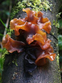 Tremella Foliacea.jpg