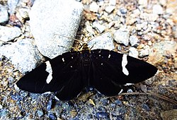 A photo of Trichobaptria exsecuta on the ground