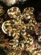 Tridacna squamosa (Giant clam) brown and blue.jpg