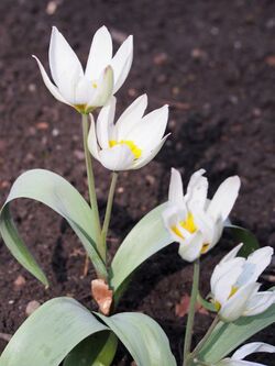 Tulipa biflora Tulipan dwukwiatowy 2017-04-09 02.jpg