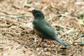 A small brown bird with a white underbelly standing on some dirt or mulch