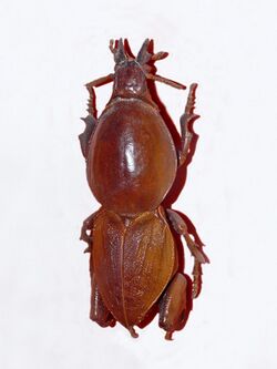 Vesperidae - Hypocephalus armatus.jpg