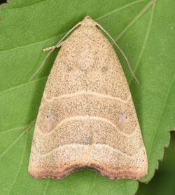 Wavy Lined Mallow Moth - Bagisara repanda (50283463181).jpg