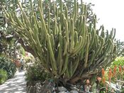 Weberbauerocereus cuzcoensis.jpg