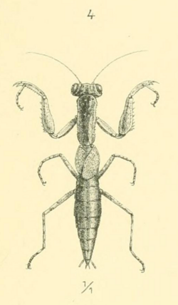 Werner 1907 Orthoptera Blattaeformia Taf III Fig. 4.png