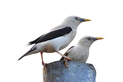 White-headed starling (Sturnia erythropygia) May 2013 Neil Island Andaman.jpg