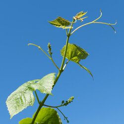 Young grapevine leaves, tendrils and flowers 5.jpg