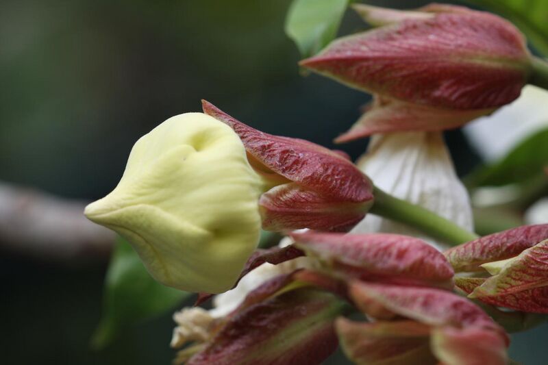 File:หิรัญญิการ์ Beaumontia grandiflora Wall. FAMILY APOCYNACEAE (4).jpg