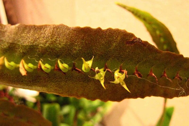 File:中眼鏡蛇 Bulbophyllum maximum -香港沙田洋蘭展 Shatin Orchid Show, Hong Kong- (9222653436).jpg