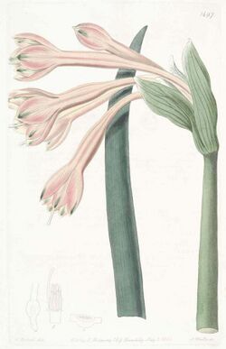 1497 Clinanthus fulvus.jpg