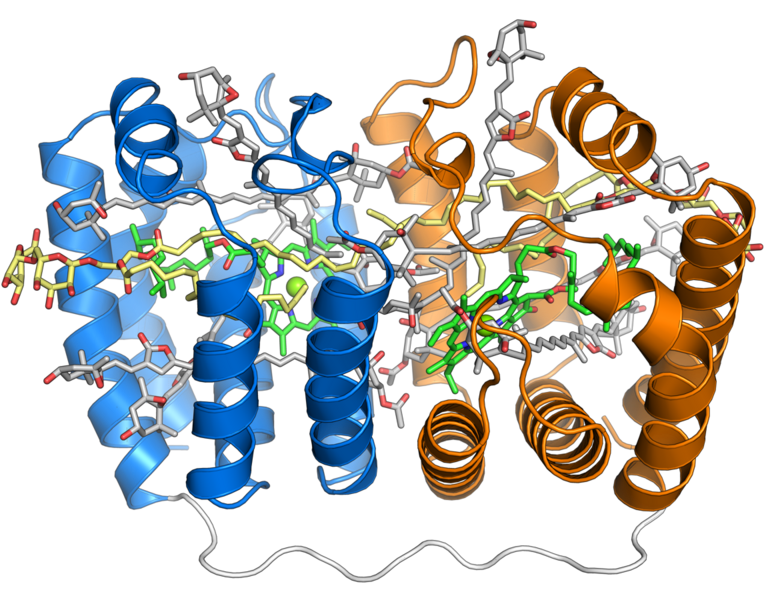 File:1ppr peridinin chlorophyll protein.png