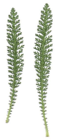 Achillea millefolium scan.jpg