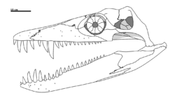 Acostasaurus cranial reconstruction.png