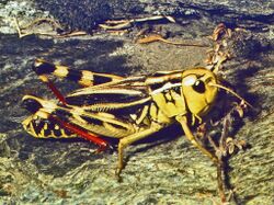 Acrididae - Arcyptera fusca-2.jpg