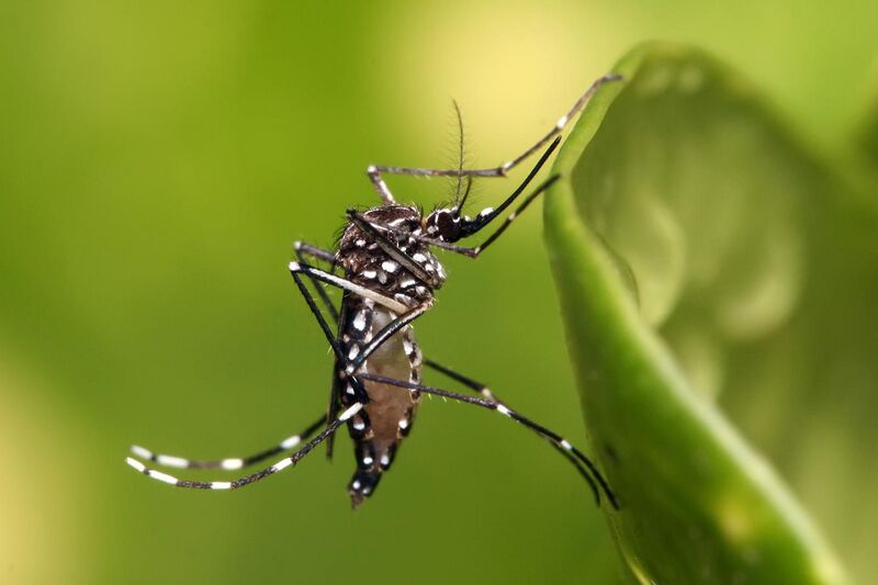 File:Aedes aegypti.jpg