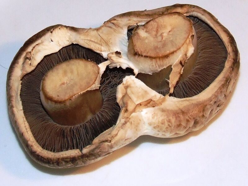 File:Agaricus bisporus (Cup mushroom, doubled).jpg