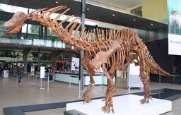 Skeleton of Amargasaurus