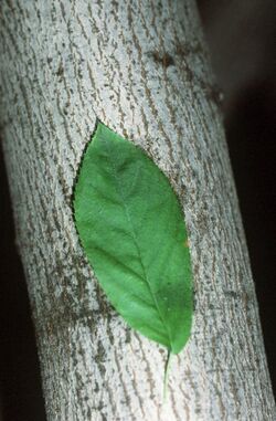 Amelanchier laevis.jpg