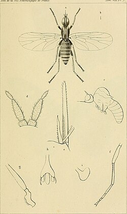 Annales de la Société entomologique de France (1839) (18203501881).jpg