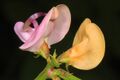 Annual Wild Bean - Strophostyles helvola, Occoquan Bay National Wildlife Refuge, Woodbridge, Virginia.jpg