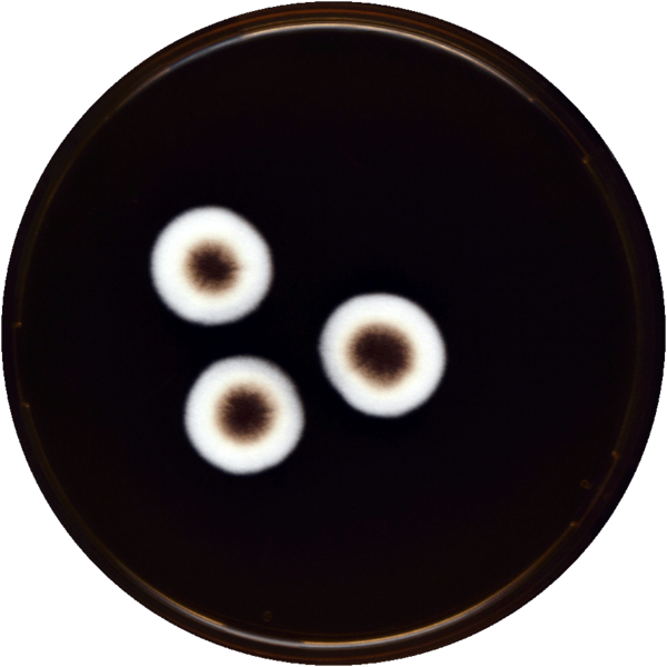 File:Aspergillus acidohumus meaox.png